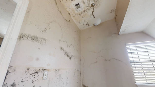 Best HVAC Mold Inspection and Cleaning  in Badger, AK