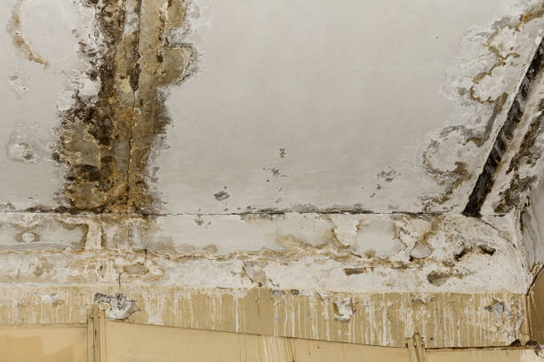 Best Mold Damage Restoration  in Badger, AK