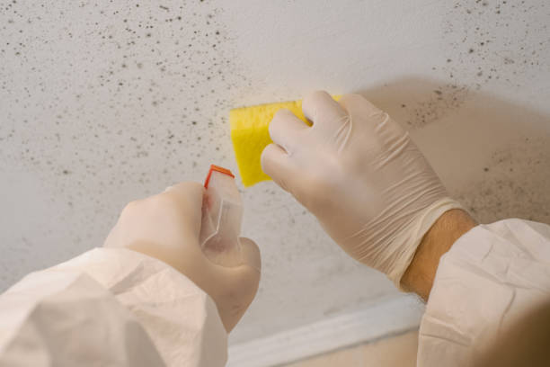 Best Comprehensive Air Testing for Mold Contaminants  in Badger, AK