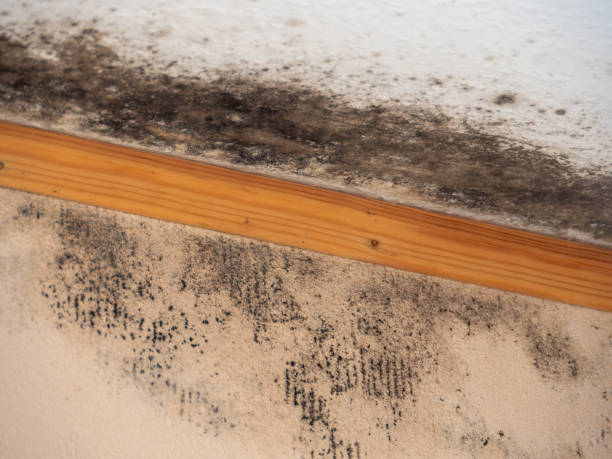 Best Mold-Related Health Consultation  in Badger, AK