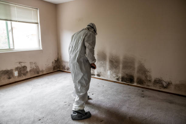 Best Environmental Consulting for Mold Prevention  in Badger, AK