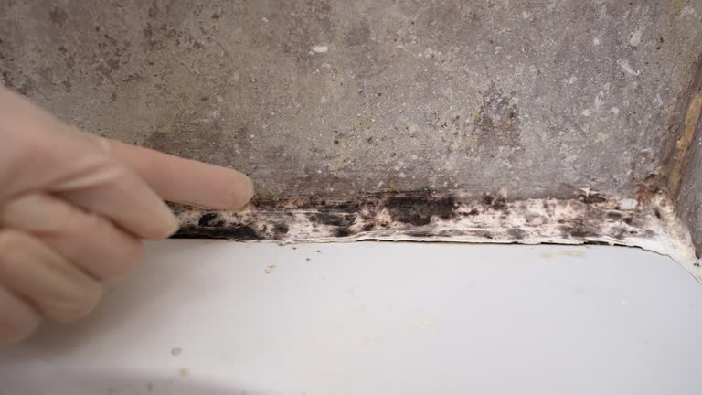 Best Commercial Mold Inspection  in Badger, AK