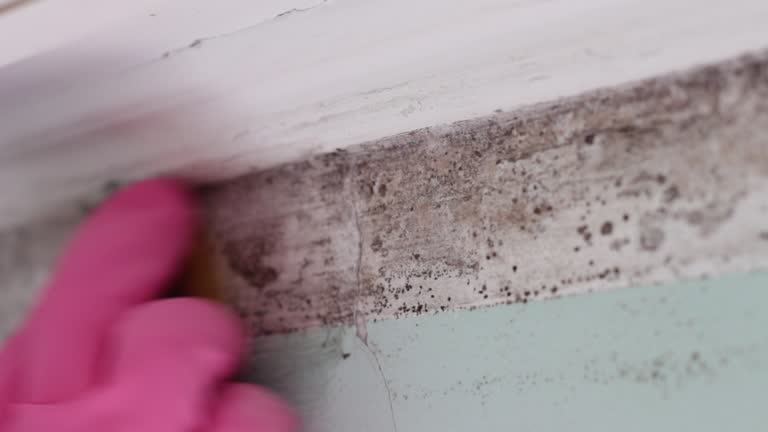 Best Post-Construction Mold Inspection  in Badger, AK